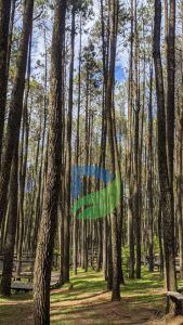 Read more about the article Menikmati Keindahan Hutan Pinus Batu Malang yang Tenang