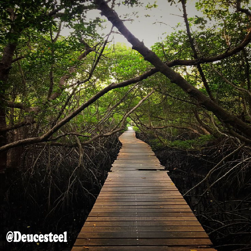 Read more about the article Menjaga Hutan Mangrove di Indonesia Untuk Ekosistem Pesisir