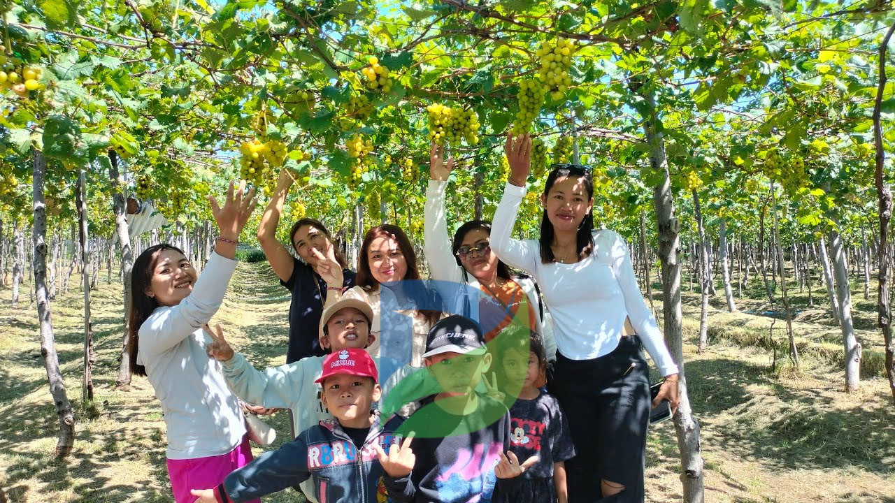 You are currently viewing Wisata Petik Anggur yang Menyenangkan di Kebun Anggur