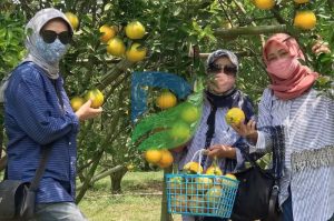 Read more about the article Agrowisata Petik Jeruk Menikmati Keindahan dan Kesegaran Buah