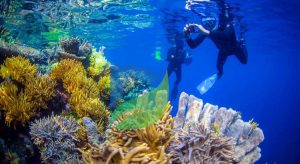 Read more about the article Tempat Snorkeling Terbaik di Indonesia yang Wajib Dikunjungi