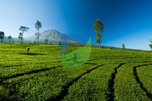 Read more about the article Keindahan Kebun Teh Dieng Wonosobo yang Wajib Dikunjungi