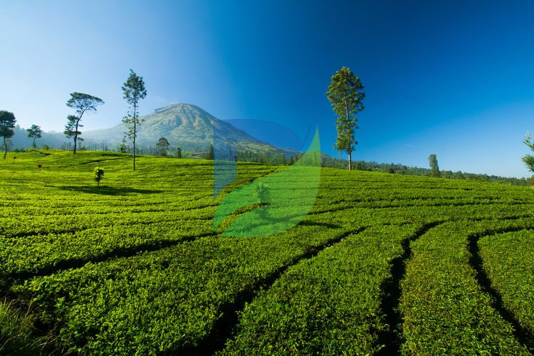 You are currently viewing Keindahan Kebun Teh Dieng Wonosobo yang Wajib Dikunjungi