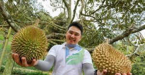 Read more about the article Wisata Petik Durian Menikmati Raja Buah Langsung dari Pohonnya