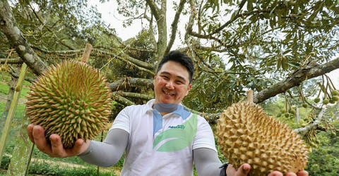 You are currently viewing Wisata Petik Durian Menikmati Raja Buah Langsung dari Pohonnya